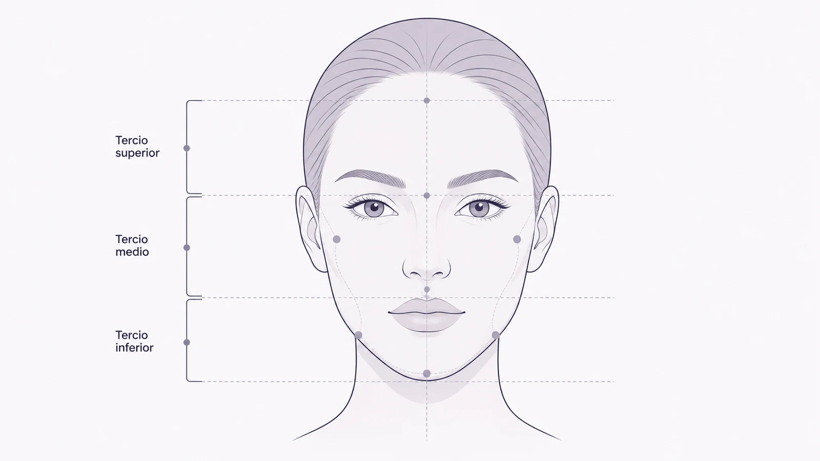 Ilustración médica sobre mapa de proporciones faciales en armonización facial