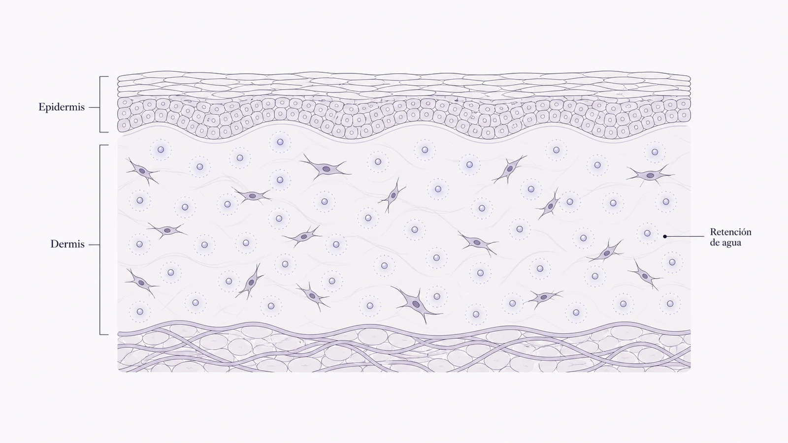 Ilustración médica sobre distribución del ácido hialurónico en la dermis en hidratación profunda con ácido hialurónico de alta pureza