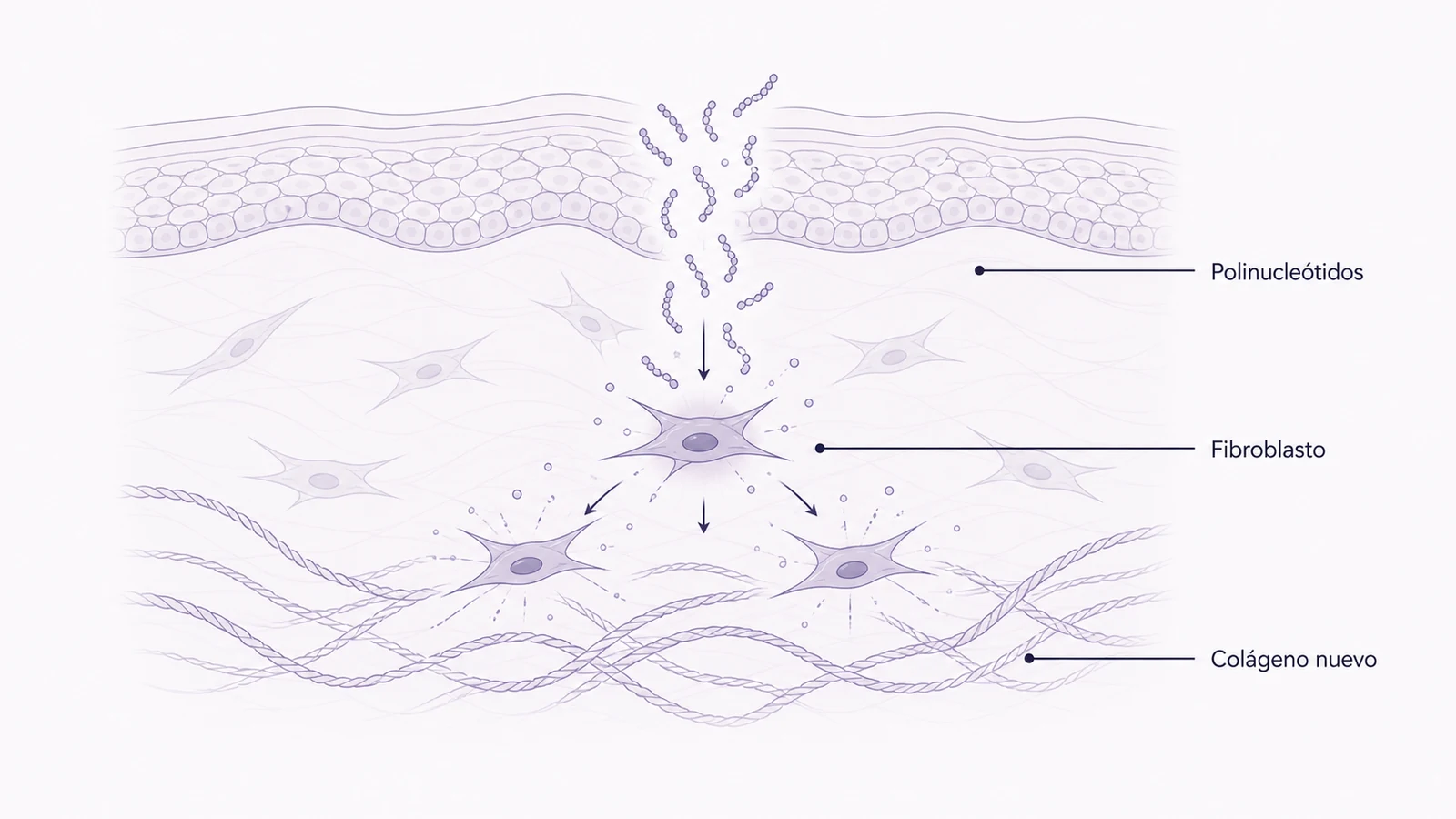 Ilustración médica sobre activación de fibroblastos por polinucleótidos en polinucleótidos